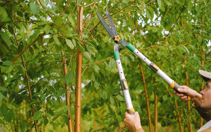 Tree trimming in Greenbush, MN
