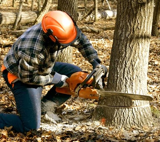 Tree Removal in Greenbush, MN